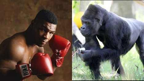 Former heavyweight boxing champion offered $10,000 to be allowed to fight silverback gorilla