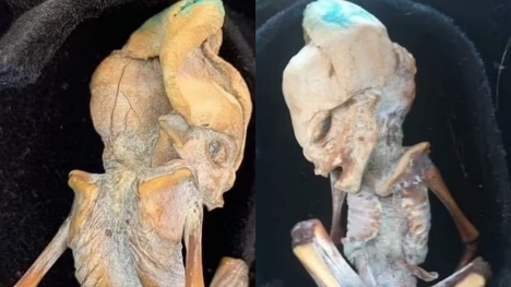 Researcher reveals mummified fetus with elongated skull could be alien 