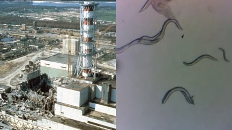 Animal's response to extreme radiation at Chernobyl left scientists baffled