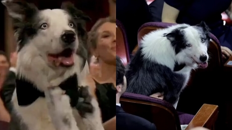 Anatomy of a Fall Dog Messi has gone viral after 'clapping' for  Robert Downey Jr. 