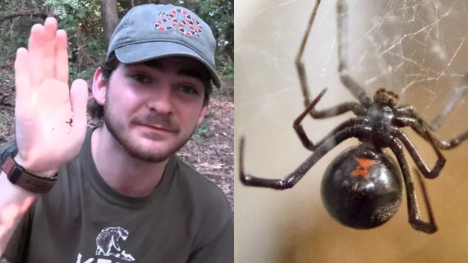 Man intentionally gets bitten by black widow spiders to experience real pain caused by the insect