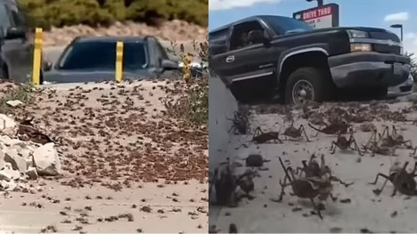 US town was sunk into panic after the invasion of millions of 'cannibal' Mormon Crickets 