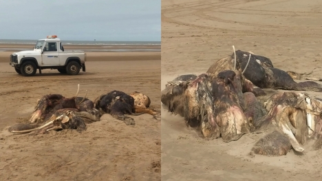 Bizarre 15ft long sea beast mysteriously washes up on the beach 