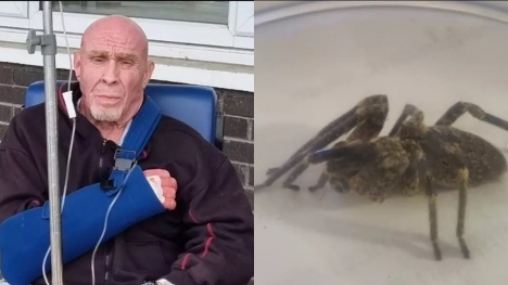 Man almost lost his life after 500 terrifying venomous spiders invaded his home