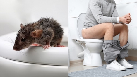 Man rushed to hospital after being bitten and infected by rat in toilet 