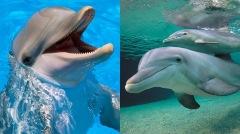 Dolphin speaks 'porpoise' marking world's first recorded instance of animal speaking to a different species