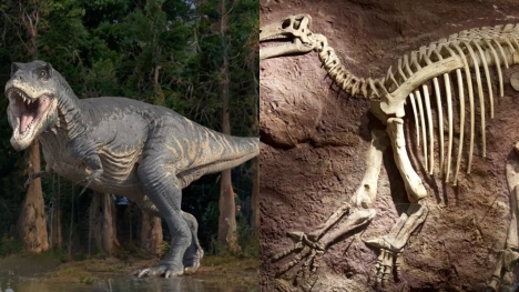 People are questioning why dinosaur bones aren’t everywhere if they really existed