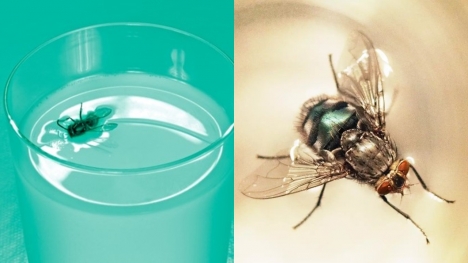 Can we consume a beverage if a fly accidentally lands in it?