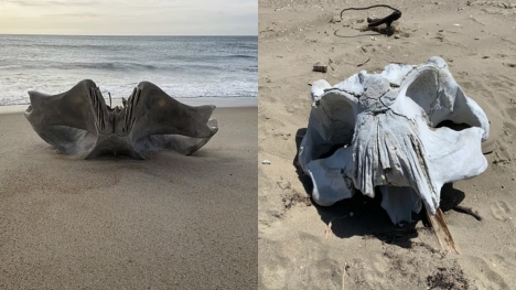 Scientists discover a 40-ton creature's huge skull on North Carolina beach