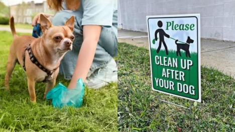 Authorities plan to use dog DNA to track down owners who don't clean up their pet's poop
