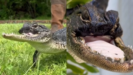 Florida alligator survives despite missing half of upper jaw, baffling online users about how it alive