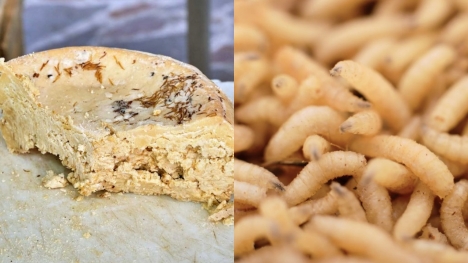 Maggot-covered cheese regarded as a 'delicacy' even when dubbed world’s ‘most dangerous’ 