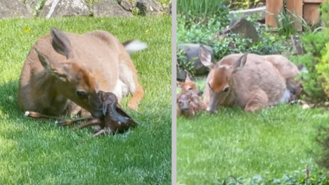 A deer's extraordinary journey of triplets unveiled in an Gabe Spiegel's backyard