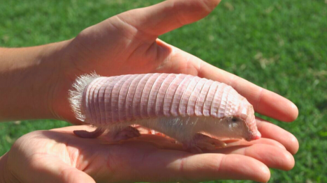 The secretive charm of the pink fairy armadillo: discovering nature's smallest marvel
