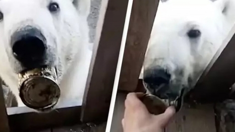 Polar Bear pleads for help from humans in a remarkable video