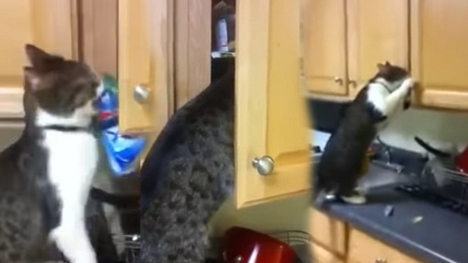 Cats that got famous for stealing and getting caught red-handed on videos