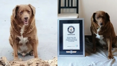 Meat Bobi, the dog who broke the world record as the longest-living dog in history