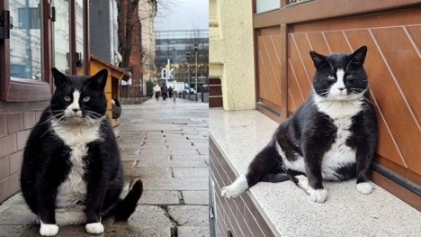 This wistfully sitting cat has become the city's top tourist attraction in Poland