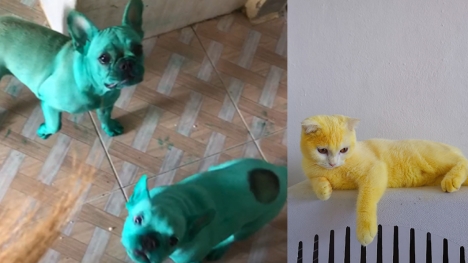 Accidentally dyed cat and dog who left the Internet speechless