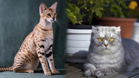Experts rank the most intelligent cat breeds - with Abyssian, Bengal and Burmese honored as the smartest kitties