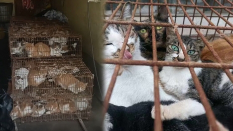 China arrests burglar group who stole 150 cats for feline meat 
