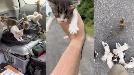 Man rescues one cat on the street and gets ambushed by a dozen kittens