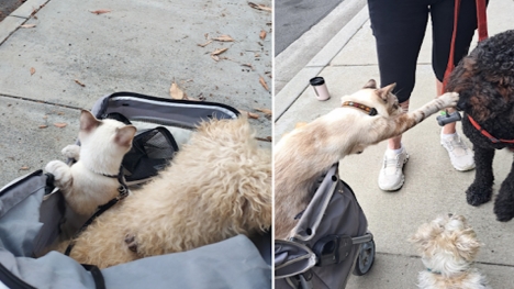 Meet Murray - the cat who pets dogs on daily walks 