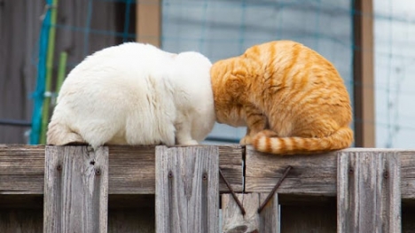 Image of ‘Conjoined’ Cats wins 1st place at Comedy Pet Photo Awards