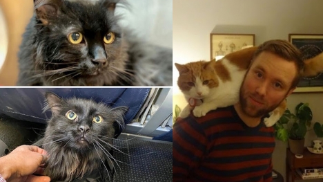 These lost cats are reunited with their owners after many years in a miraculous way