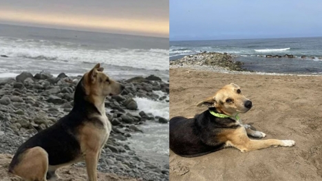 This dog goes to the beach every day waiting for his owner who passed at sea years ago