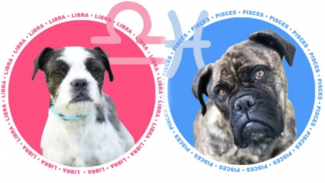 Animal shelter uses zodiac signs to find new owners for dogs