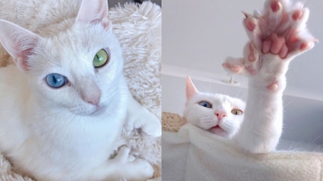 Odd-eyed cat with extra toes found forever home after being abandoned by previous owner