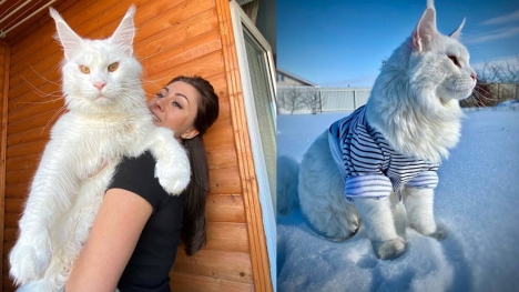 Gigantic cat often mistaken as dog in Russia