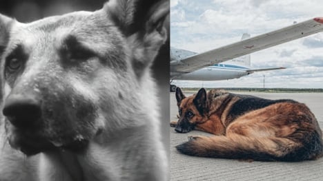 The Soviet 'Hachiko' Dog: Abandoned at the airport, waiting for her owner for 2 years and a happy ending