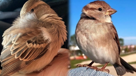This sparrow has an Instagram account with almost 20 thousands of followers