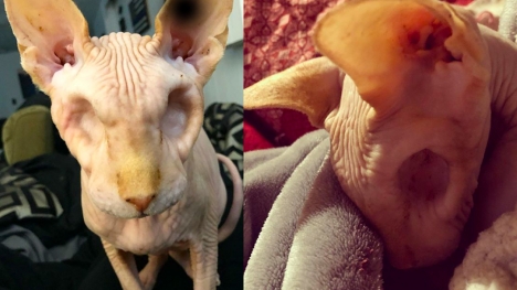 This Sphynx cat has no eyes, but he earns the world’s respect
