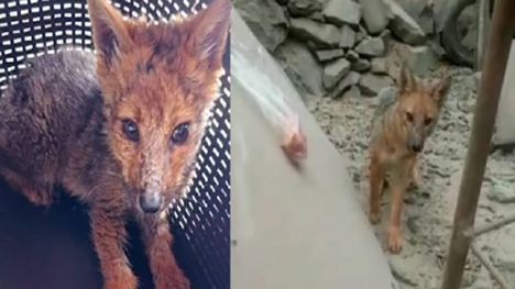 Woman shocked to learn that her 3-month-old pet dog is actually a fox