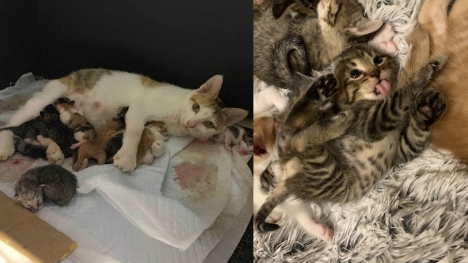 Pregnant stray cat asks the right person to help her through labor, giving birth to 8 kittens