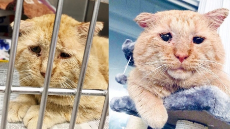 “The saddest cat in the world” then and now: A happy ending after only 1 year