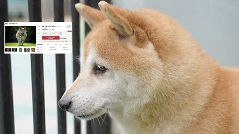 Famous Shiba Inu dog in China sold for $25,000 after being abandoned for 7 years