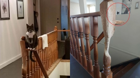 Cedric, a cat artist, turned a wooden banister into art in 11 years