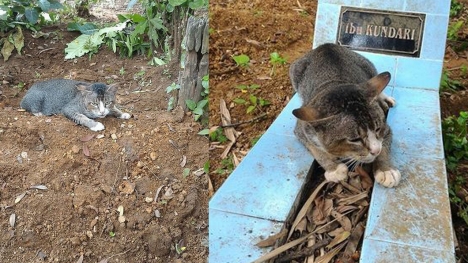 The owner has passed away, the cat is so heartbroken to cry at her owner's grave