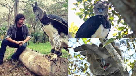 Harpy Eagle - the largest bird in the world, as tall as a human