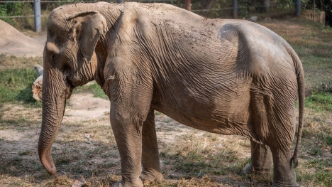 71-year-old elephant suffers spinal deformity after 25 years of service to tourists