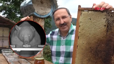 From the honey thief, the wild bear hired by the landlord always works as an appraiser