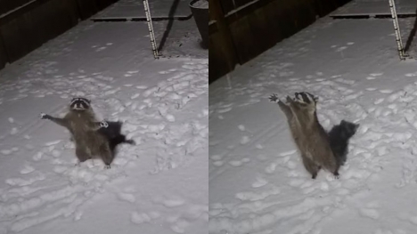 The camera captured Raccoon happily playing with the snow