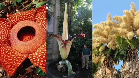 Top 4 largest flowers in the world