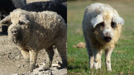 Pigs have a sheep-like appearance, the character of dogs