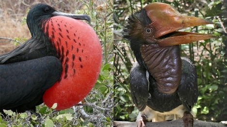 Top 10 weirdest birds in the world