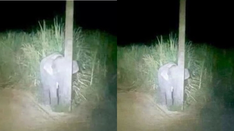 Stealing sugarcane was discovered, the baby elephant hid in an electric pole and lay motionless